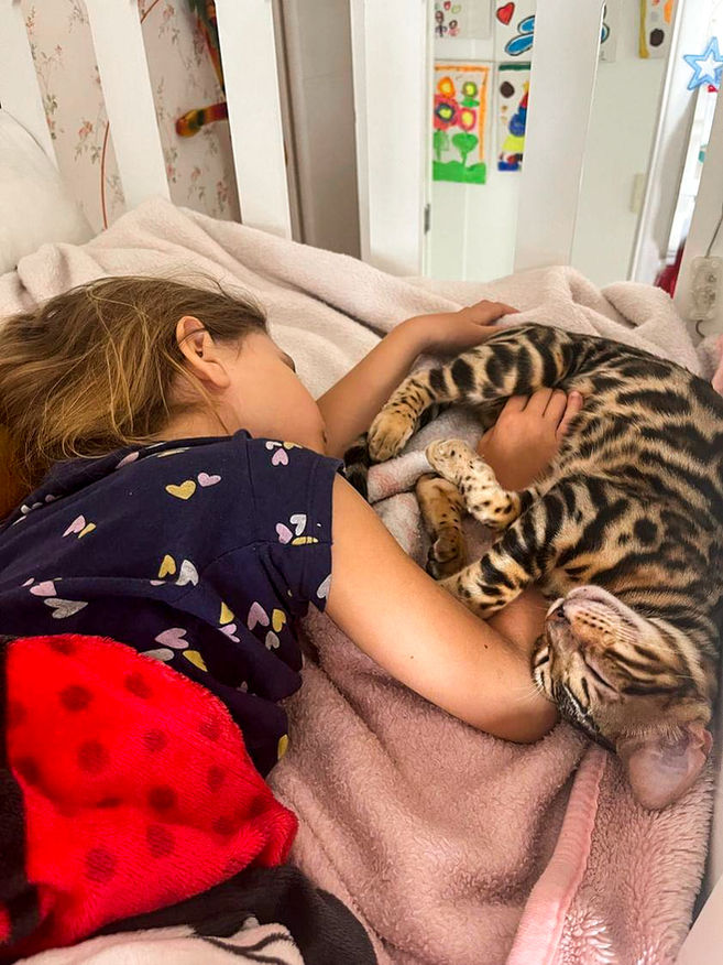 Criança dormindo abraçada com gato Bengal