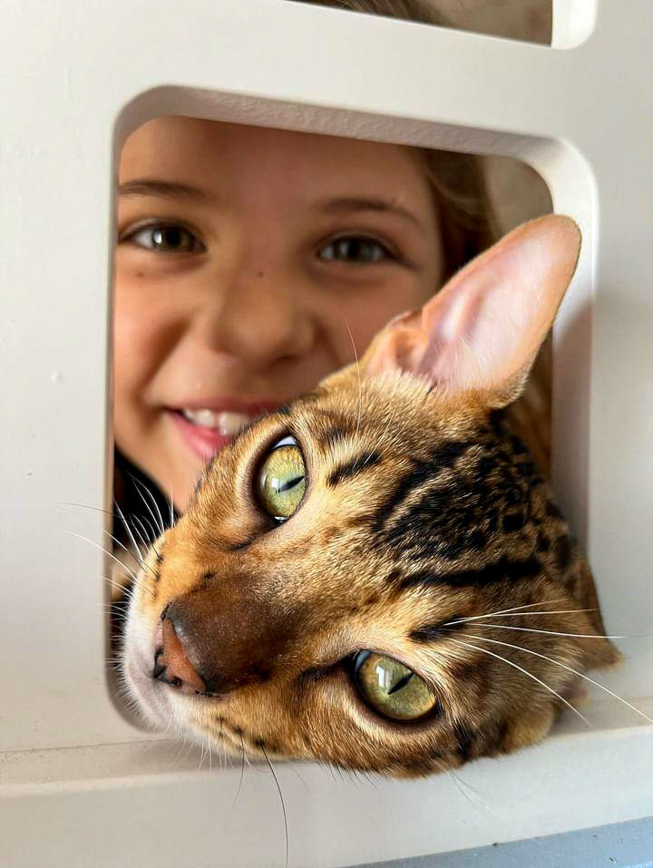 Criança sorrindo com gato Bengal