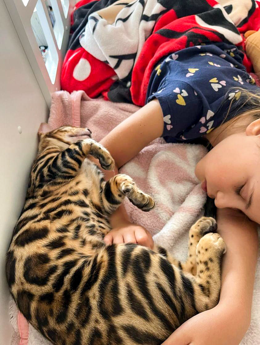 Criança abraçada com filhote Bengal