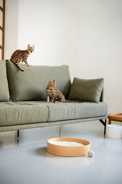 Dois gatos Bengal no sofá