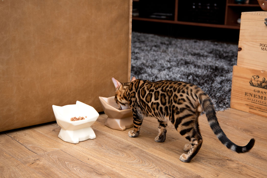 Gato Bengal se alimentando com Royal Canin