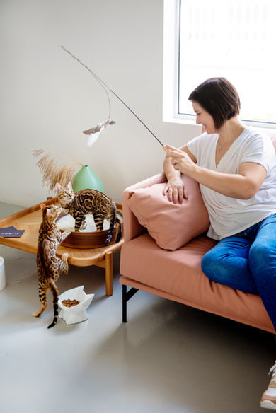 Socialização de gato Bengal